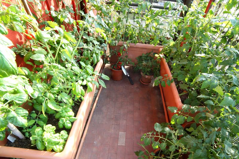 Paradicsom termesztés balkonládákban