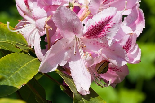 Rózsaszínű rhododendron