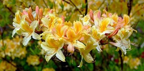 Rhododendron 'Anekke' – Knap Hill azálea (sárga)